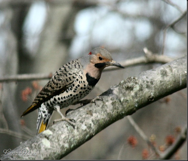 Northern_Flicker