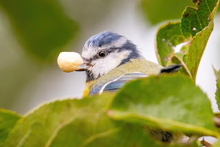 Blue Tit DFBridgeman