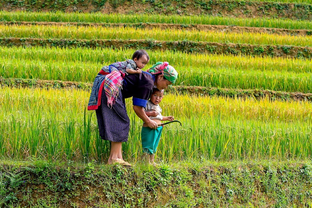 Vietnam Typical Tours Guide to Family Vacations Made Easy At Vietnam