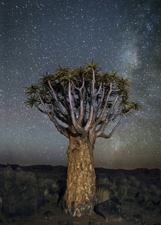 Beth Moon fotografia natureza diamond nights árvores céu noturno estrelas