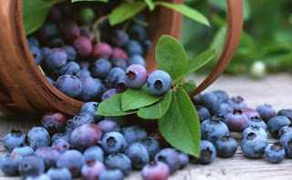 Kandungan Gizi Dan Manfaat Buah Blueberry