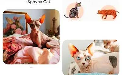 how-many-kittens-in-sphynx-litter or give kitten a cat In one tome2