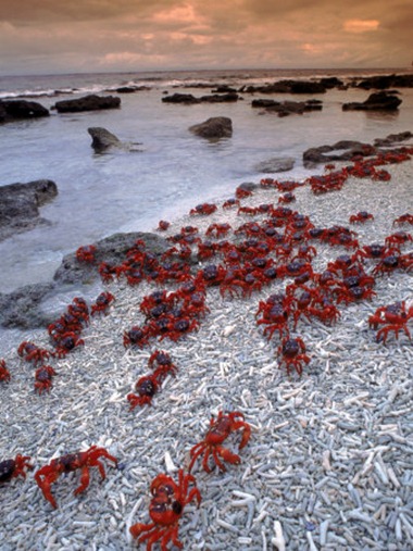 red_crabs_005