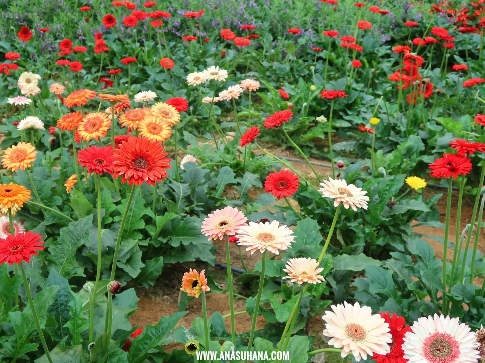 Genting Strawberry Leisure Farm