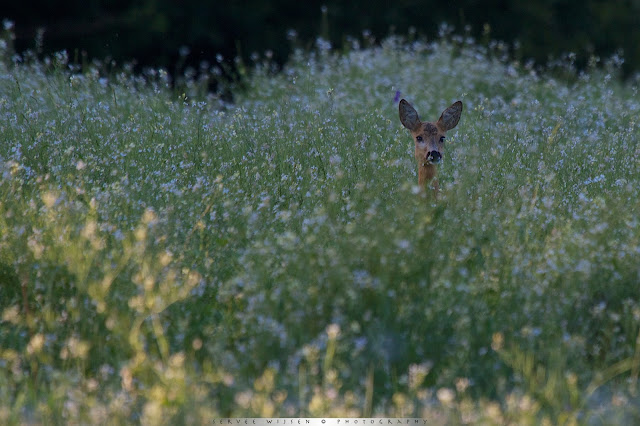 Ree in Wilde Radijs - Roe Deer in Wild Radish - Capreolus capreolus