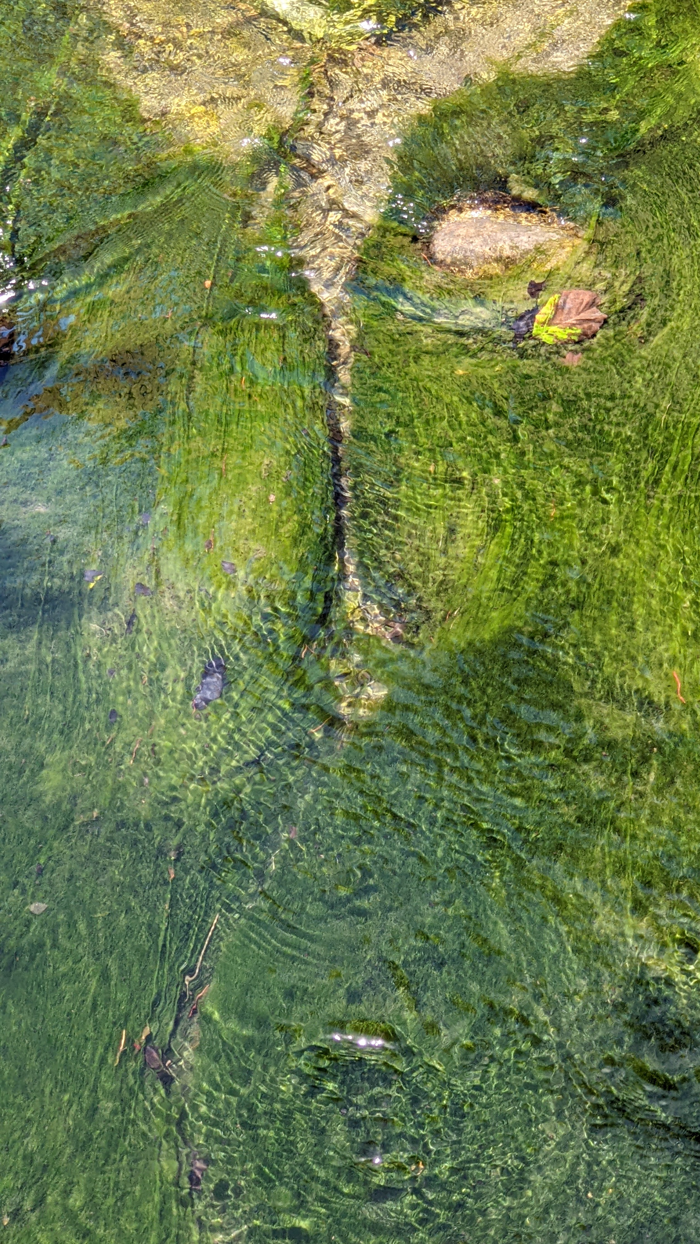 Close-up of water running over the green algae