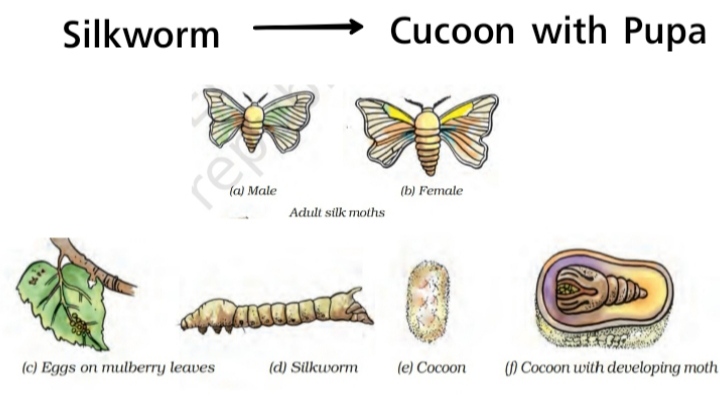 Fibre to Fabric class 7 Science NCERT Solutions