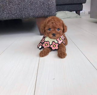 teacup poodle for sale