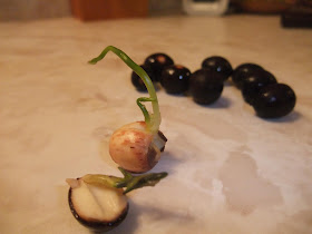 lotus leaf growing from seed, american lotus