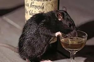 OMG पुलिस द्वारा जब्त 60 शराब की बोतल चुराने के आरोप में एक चूहा गिरफ्तार..