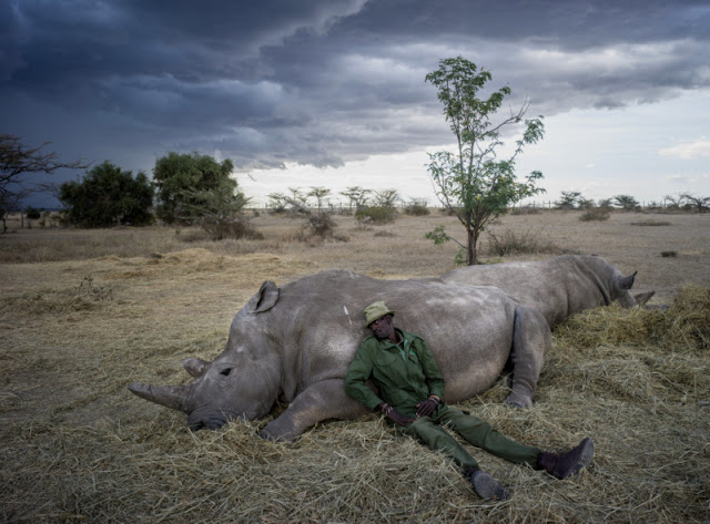 Stunning Photos Of The Last Two Northern White Rhinos Alive