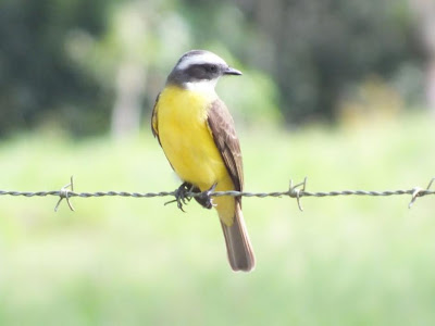 flycatcher birds