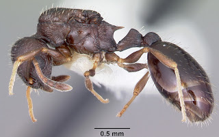 Temnothorax longispinosus-slave-ant