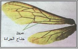 جناح الجراد - ملخص احياء ثاني ثانوي اليمن