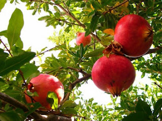 cara menanam buah delima dari biji,cara menanam buah delima yang benar,cara menanam buah delima merah,cara makan buah delima,