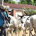 NEWS 📝 : 32 killed as suspected herdsmen attack Nasarawa villages