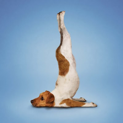 Gambar Lucu Anjing Gaya Yoga