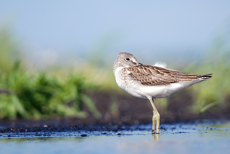 Heletilder, Tringa nebularia, Common greenshank, Greater, tilder, kurvits