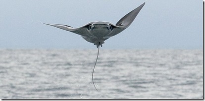 flying manta