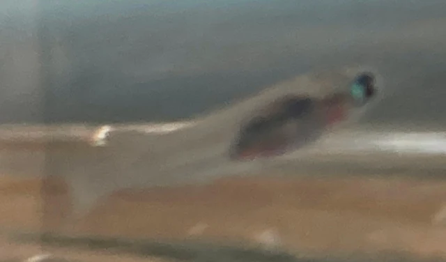深海(しんかい)メダカ 稚魚 ２７日目