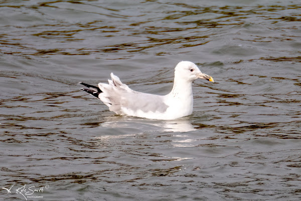 Caspian gull