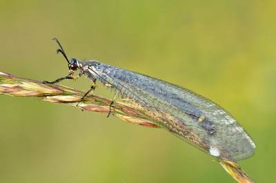 Undur-undur dewasa (Myrmeleon formicarius)