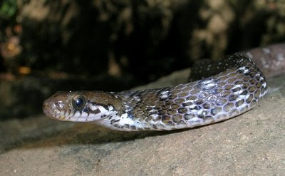 Nilgiri Keelback