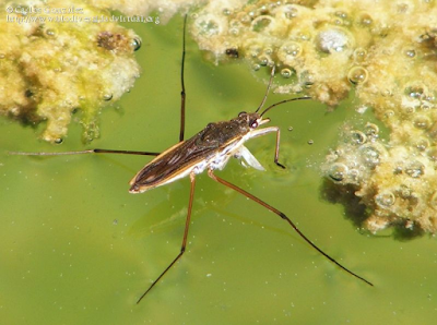 http://www.biodiversidadvirtual.org/insectarium/Gerris-sp.-img565104.html