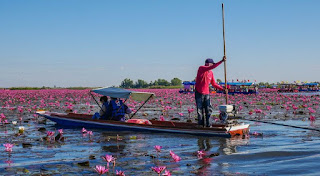 Red Lotus Lake in Thailand
