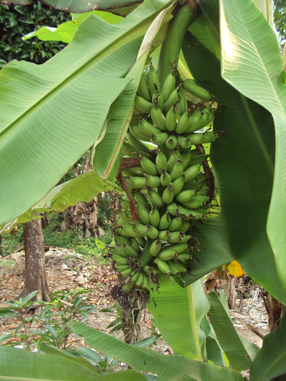 Hang Kebun PELBAGAI JENIS  PISANG 