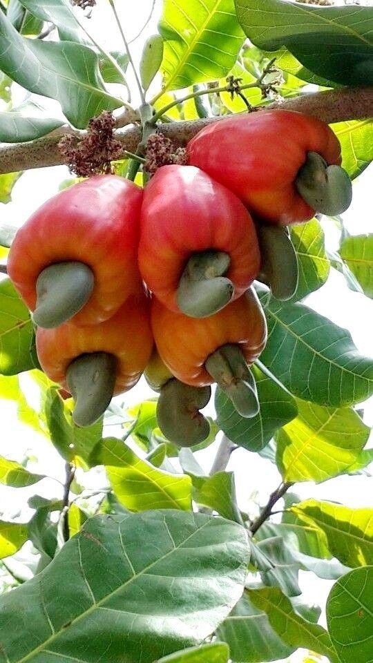 jual tanaman bibit jambu monyet cepat berbuah jakarta barat Bitung