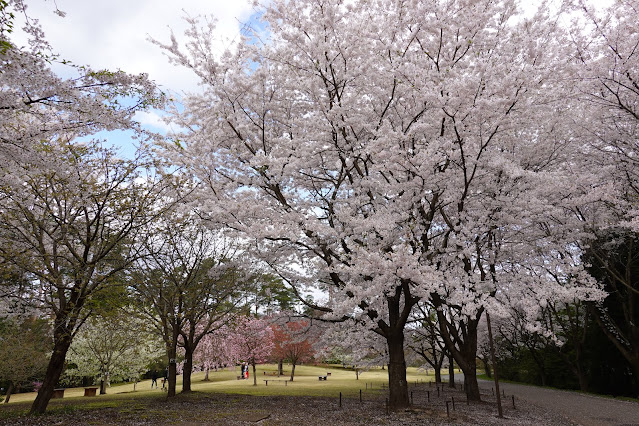 とっとり花回廊　桜の広場　ソメイヨシノ（染井吉野）