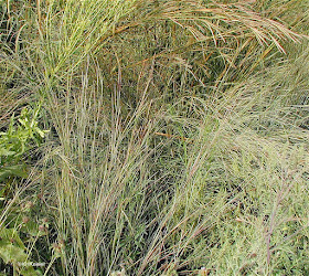 little bluestem, Schizachyrium scoparium