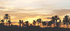 Atardecer en el palmeral de Elche