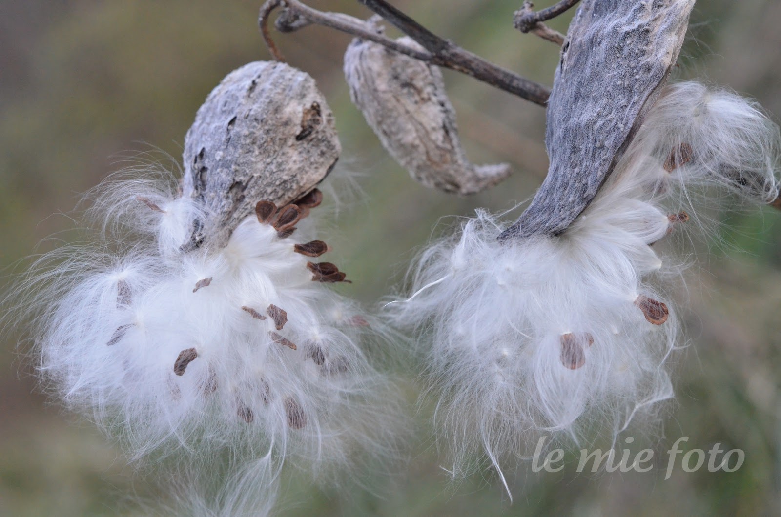 Le mie foto: Shades of Autumn: White.