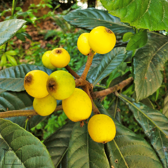 Nieśplik japoński (Eriobotria japonica), inaczej loquat, nespera, groniweł japoński - pochodzenie, historia, wygląd, występowanie, opis, uprawa, pielęgnacja, hodowla w Polsce, jakie warunki? Jak rośnie nieśplik? Nespera z nasion, pestki. Warunki uprawy, jak smakuje? Jak jeść loquaty? Pokrój, liście, kwiaty, owoce, nasiona. Siew, kiełkowanie i wzrost nespery. Rozmnażanie nieśplika japońskiego. Egzotyczne drzewo owocowe, rośliny tropikalne użytkowe.