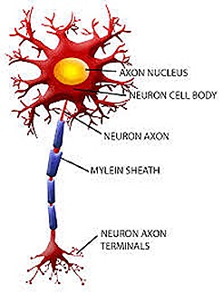 PEMF CELL ELECTRO