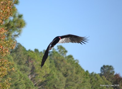 Turkey Buzzard