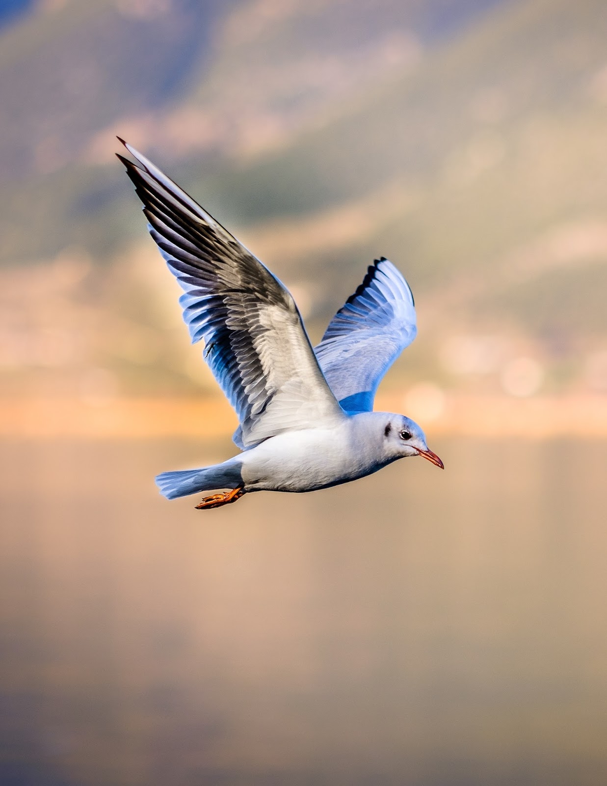 Picture of a seagull in flight.