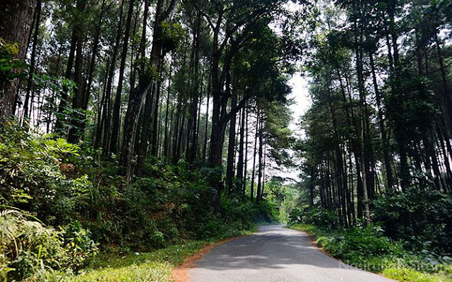 Jalan menuju Tlogopucang dari arah Kandangan