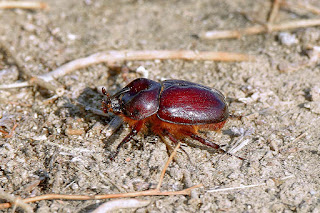 escarabajo-rinoceronte-menor-phyllognathus-excavatus-macho-