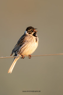 Wildlifefotografie Rohrammer Ochsenmoor Olaf Kerber