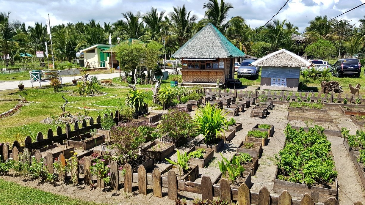 vegetable garden at Sabang Daguitan Surf Camp in Dulag Leyte