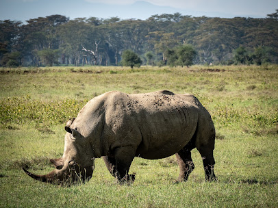 The Very Best and Worst time to Visit Kenya - When to Go and What to See