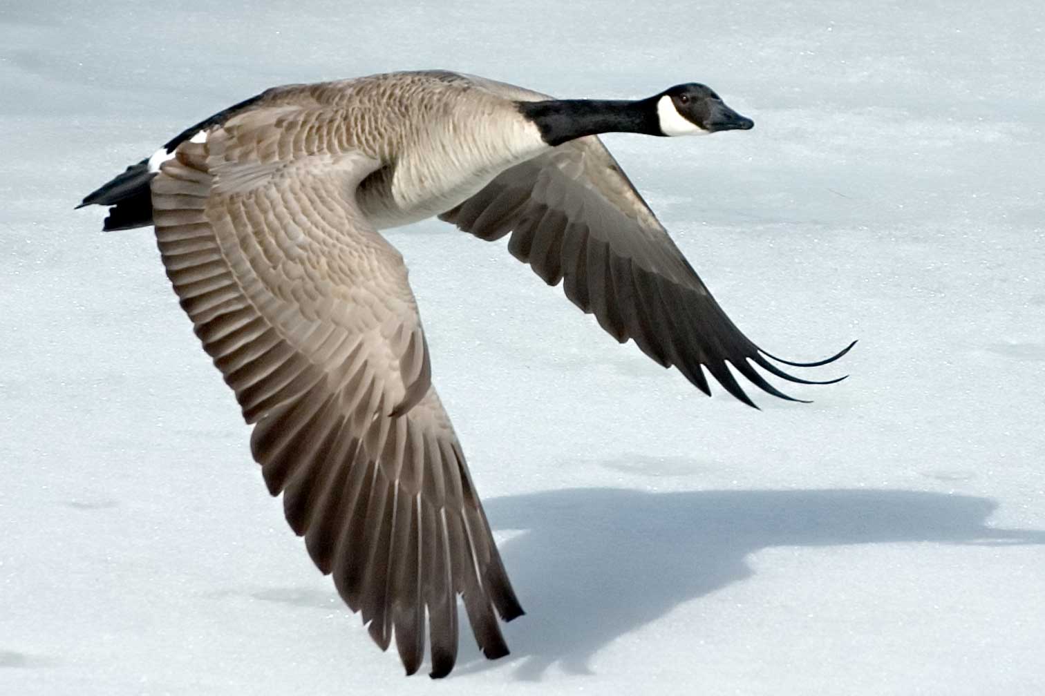 Canada Goose Szmurlo