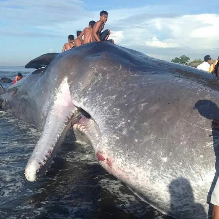 Ikan Paus Kepala Kotak Terdampar di Pantai Batu Tumpeng Klungkung