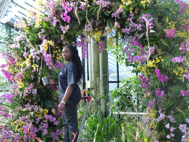 Orchid Festival at Kew Gardens Princess of Wales Conservatory 2018