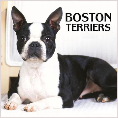 Boston Terrier Puppy Pictures