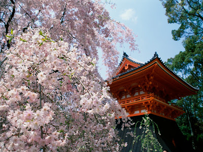 Cherry Blossoms, Ninnaji Temple, Kyoto, Japan 1600x1200