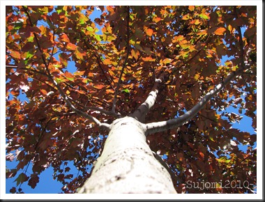 2010 10 21 IMG_0275w